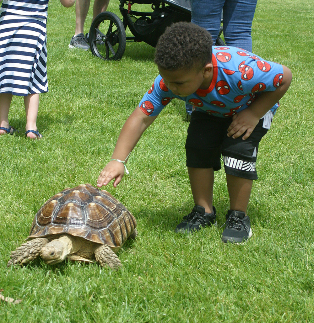 Cleo the Turtle made friends at the petting zoon