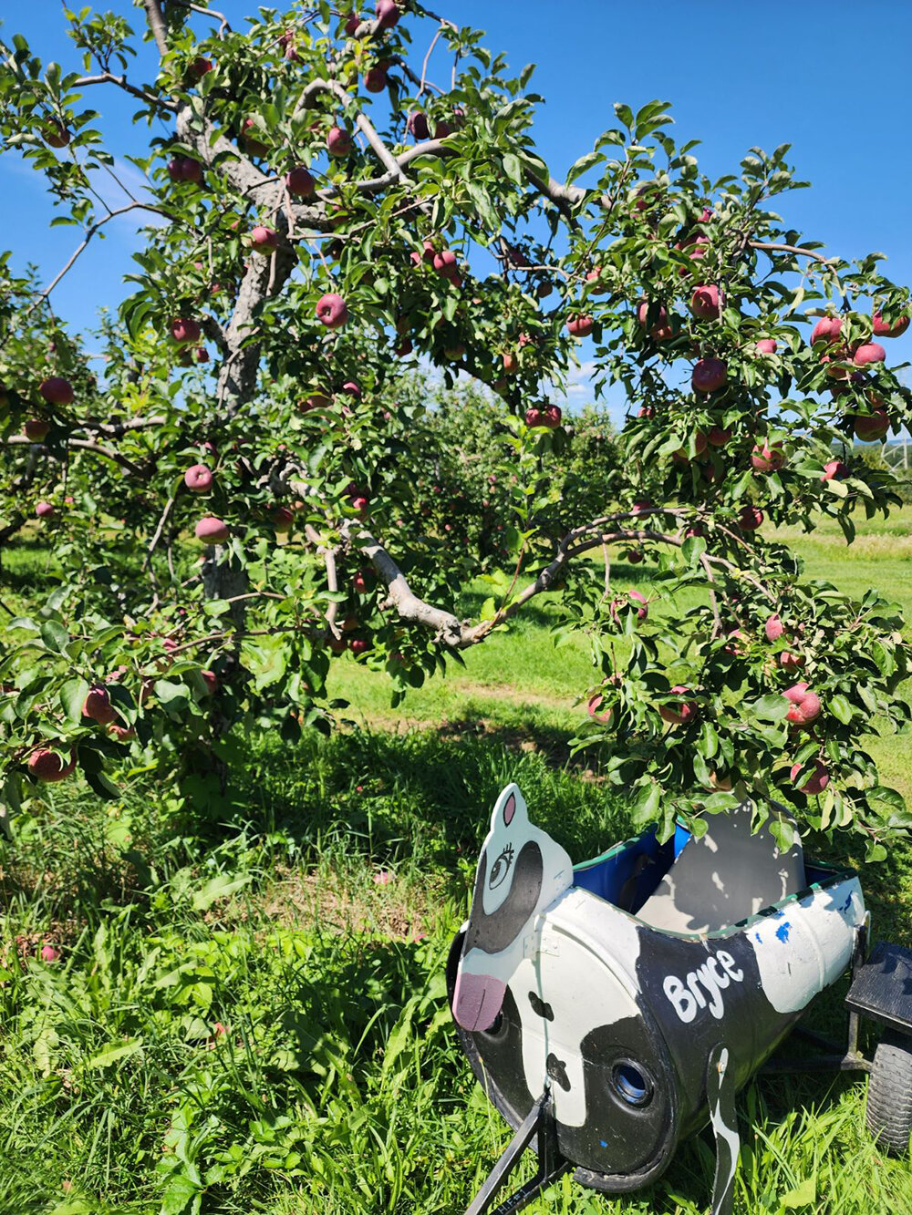 Apple picking trees at Hurds farm